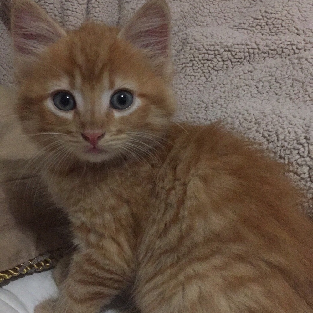 Meet your Posher, Holly Marie